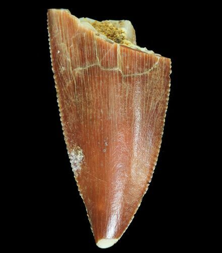 Serrated, Raptor Tooth - Morocco #72621